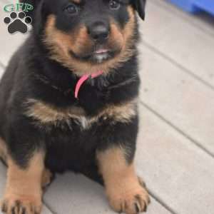 Adina, Rottweiler Mix Puppy